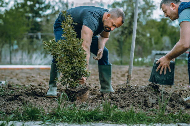 Professional Tree Services in Harker Heights, TX