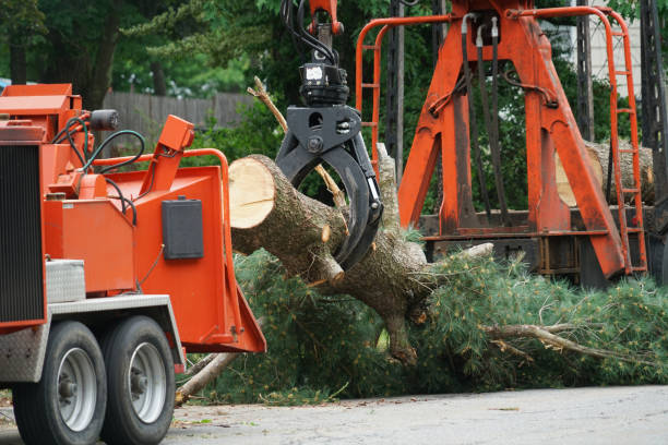 Best Root Management and Removal  in Harker Heights, TX