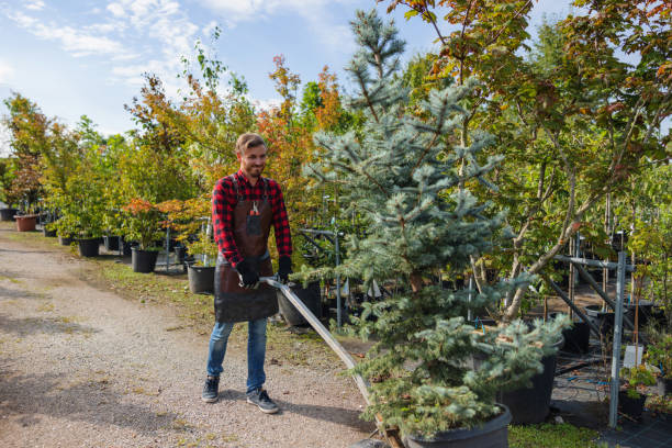 How Our Tree Care Process Works  in  Harker Heights, TX