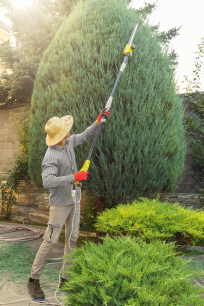 Best Lawn Pest Prevention  in Harker Heights, TX