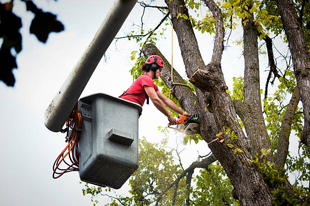 Best Arborist Consultation Services  in Harker Heights, TX