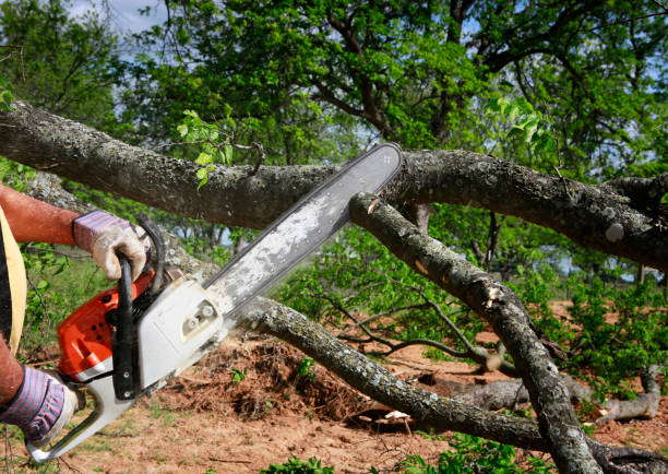 Best Organic Lawn Care Solutions  in Harker Heights, TX